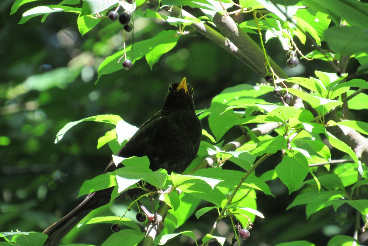 Eurasian Blackbird - ML620540120