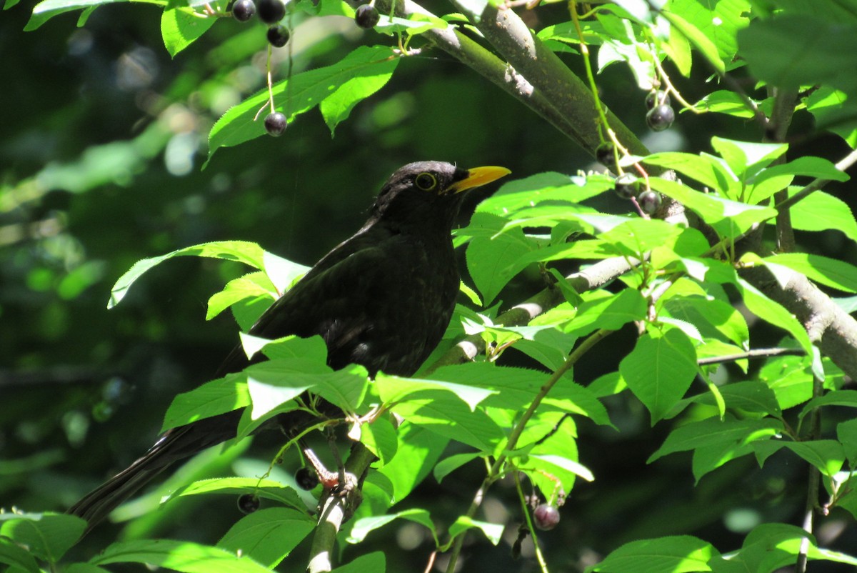 Eurasian Blackbird - ML620540121