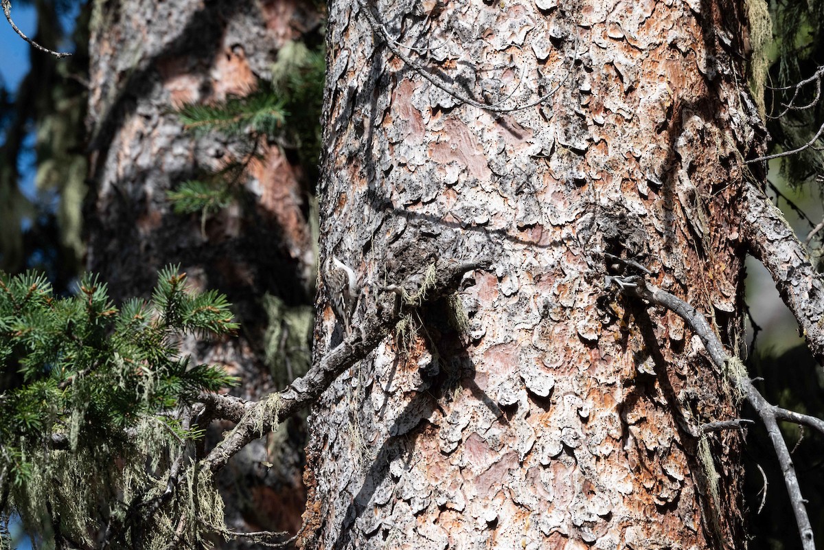 Brown Creeper - ML620540129