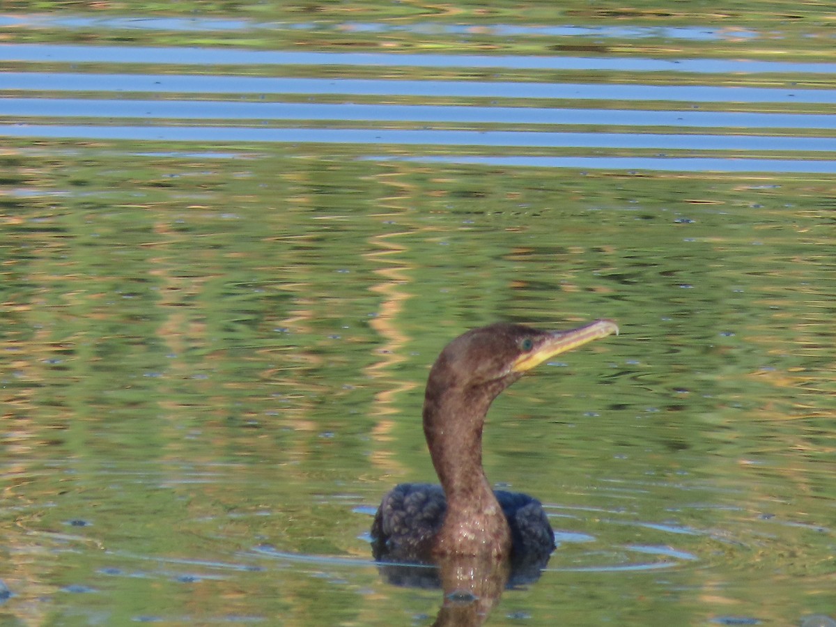 Neotropic Cormorant - ML620540132