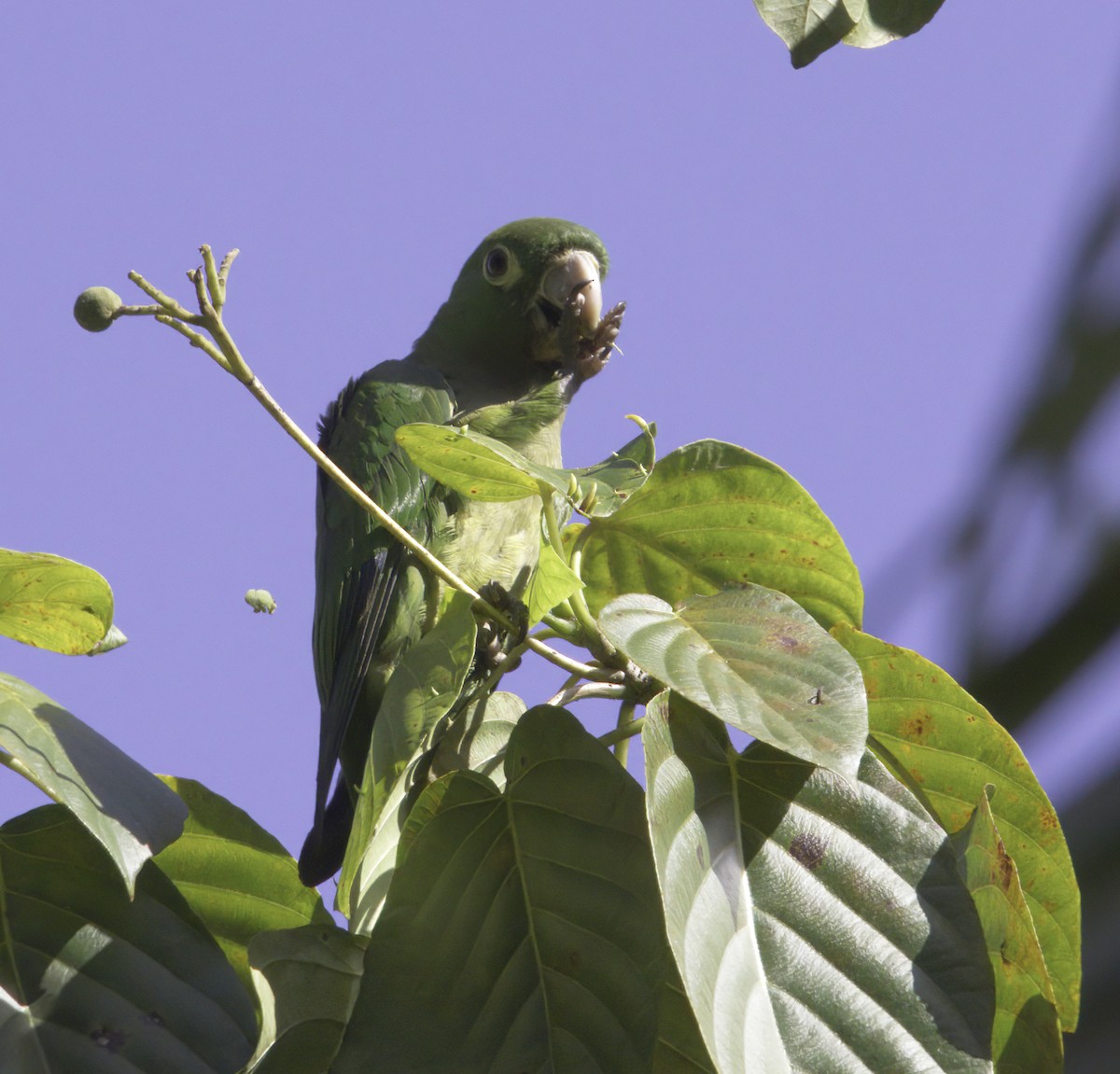 Olive-throated Parakeet - ML620540137