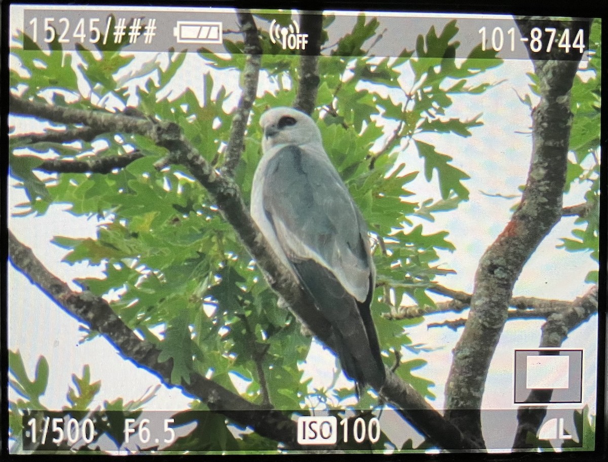 Mississippi Kite - ML620540147