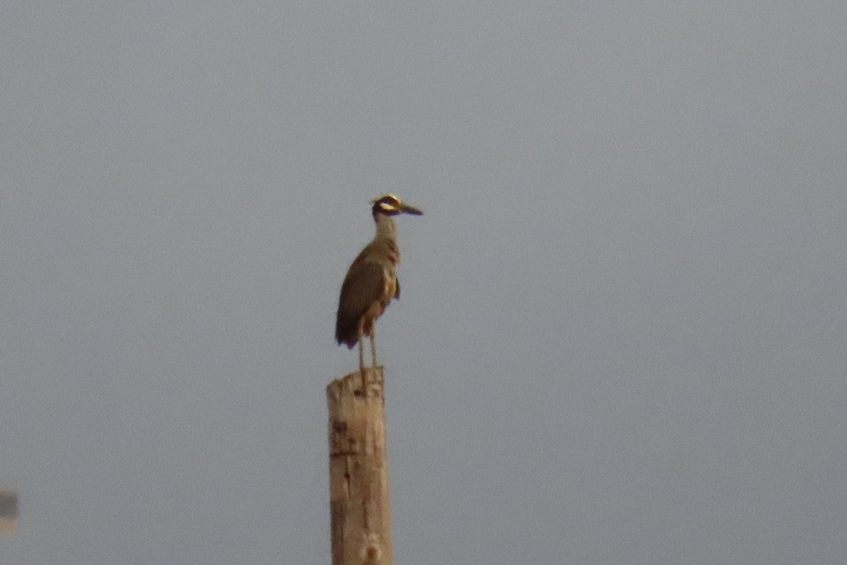 Yellow-crowned Night Heron - ML620540150