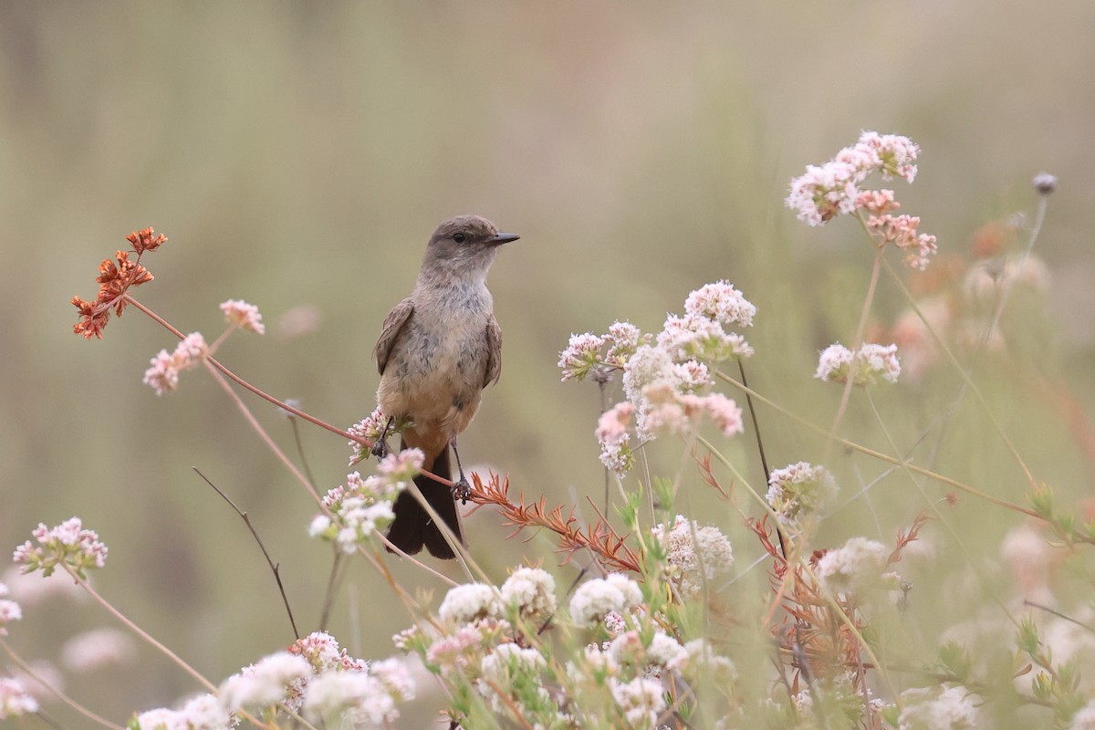 Say's Phoebe - ML620540153