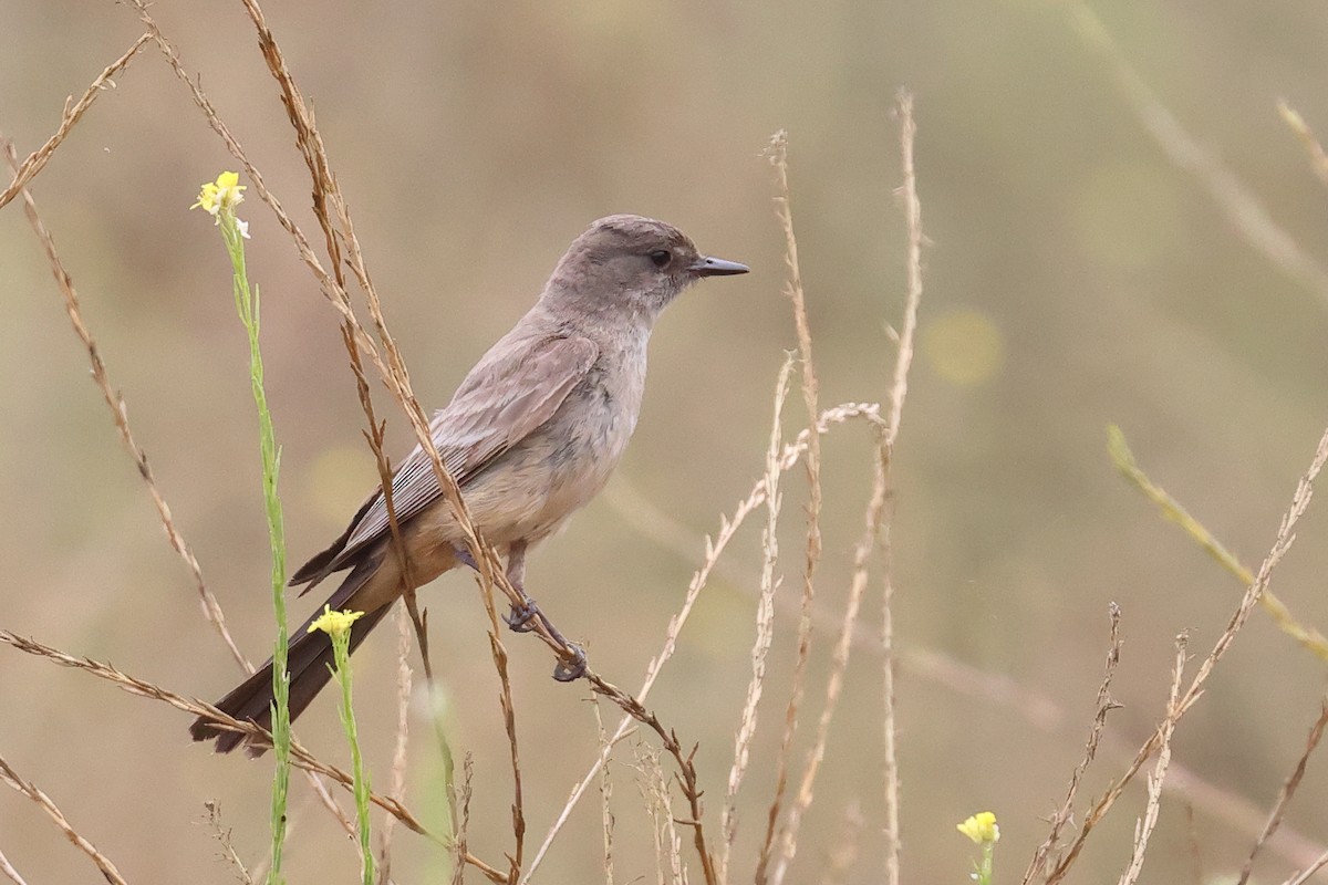 Say's Phoebe - ML620540156