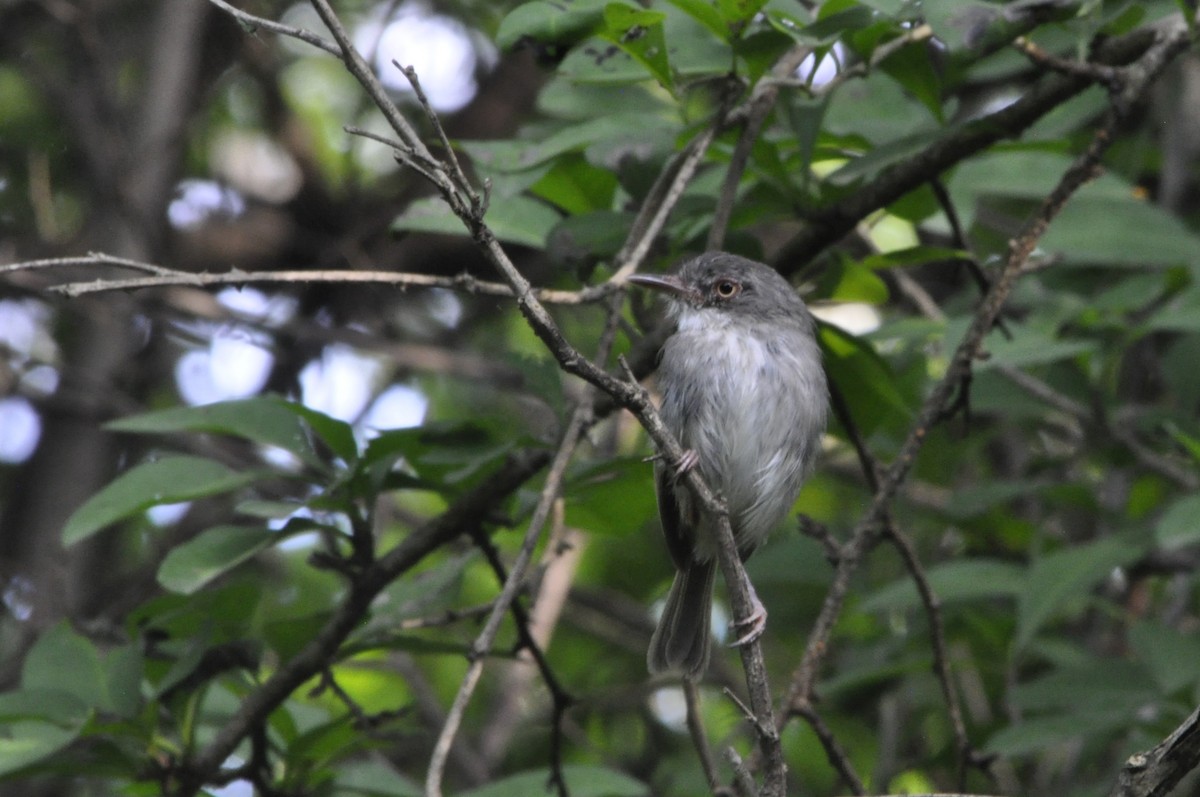 Pearly-vented Tody-Tyrant - ML620540160