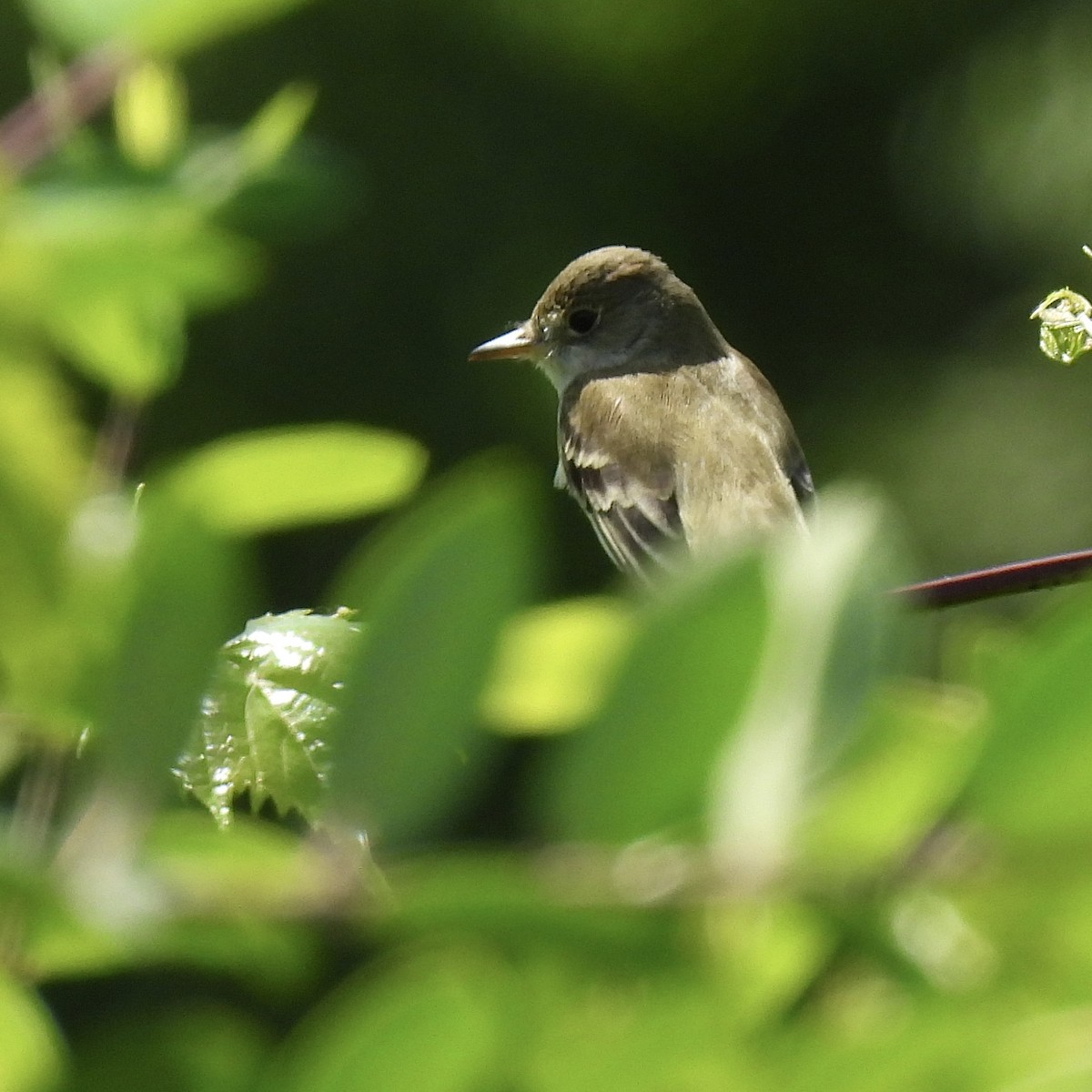 Willow Flycatcher - ML620540161