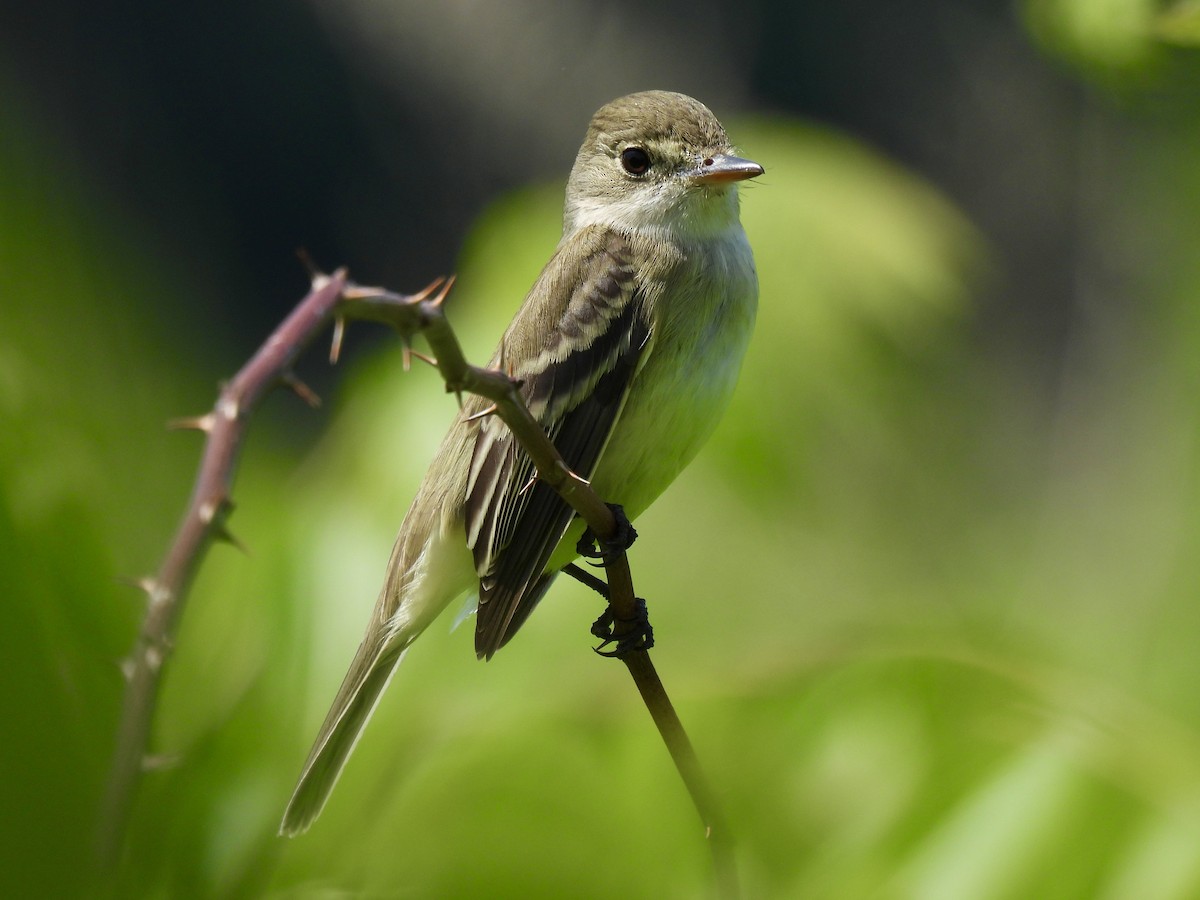 Willow Flycatcher - ML620540163