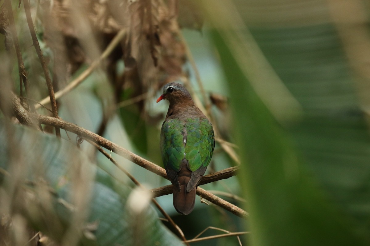 Asian Emerald Dove - ML620540166