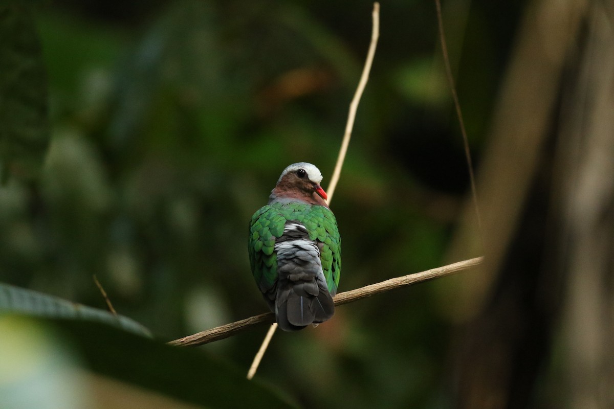 Asian Emerald Dove - ML620540167