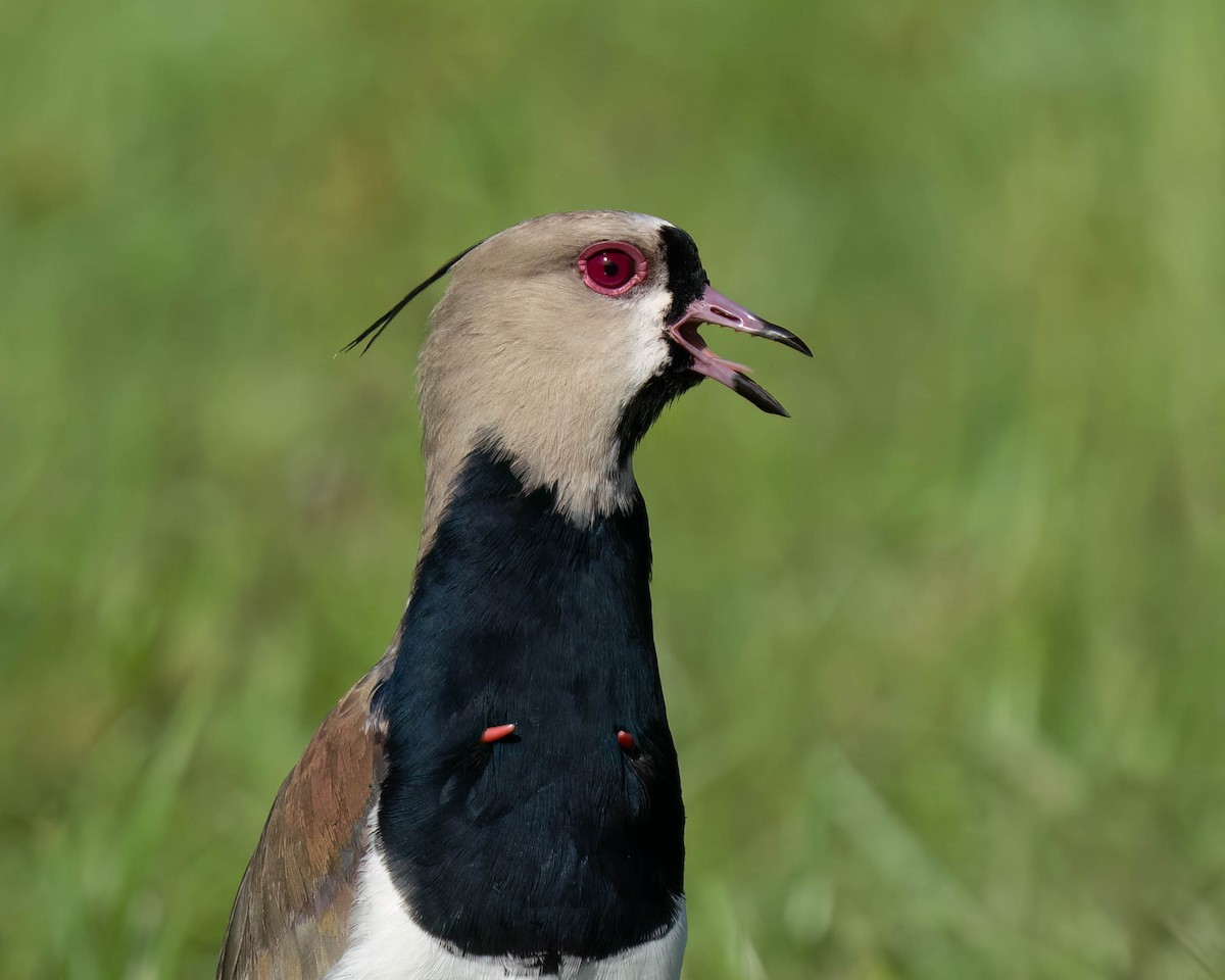 Southern Lapwing - ML620540172