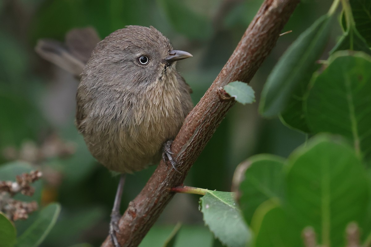 Wrentit - ML620540173