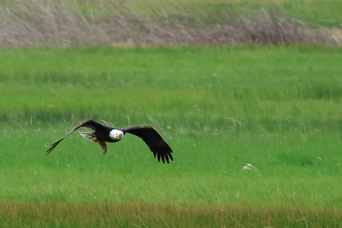 Bald Eagle - ML620540175