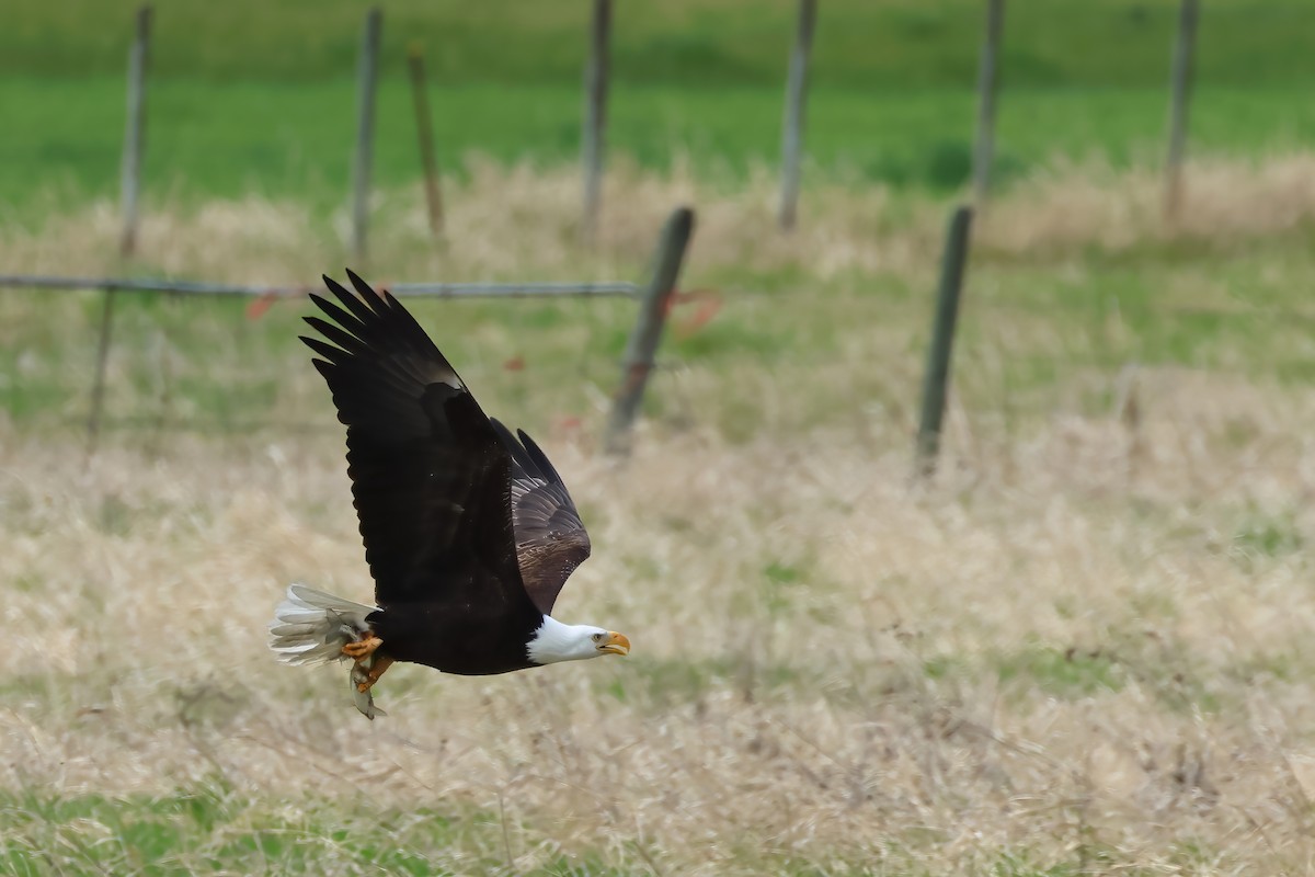 Bald Eagle - ML620540176