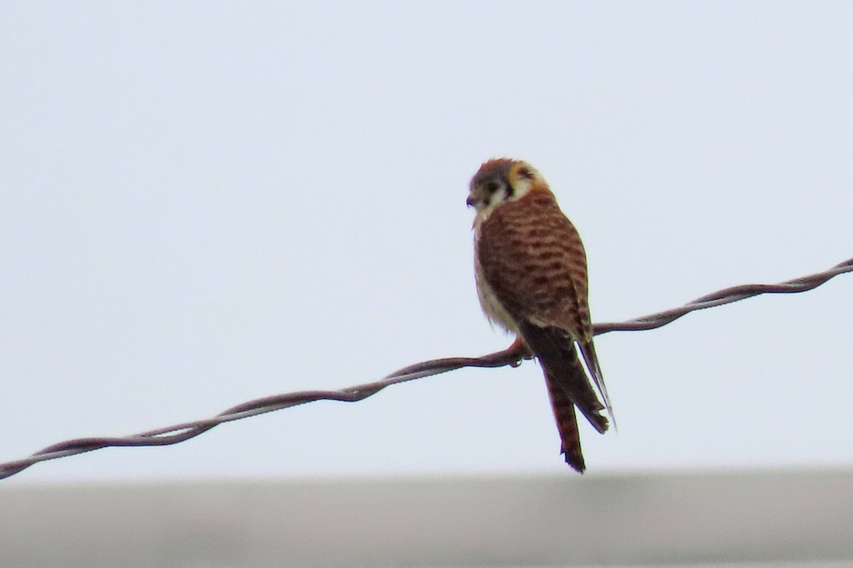 American Kestrel - ML620540178