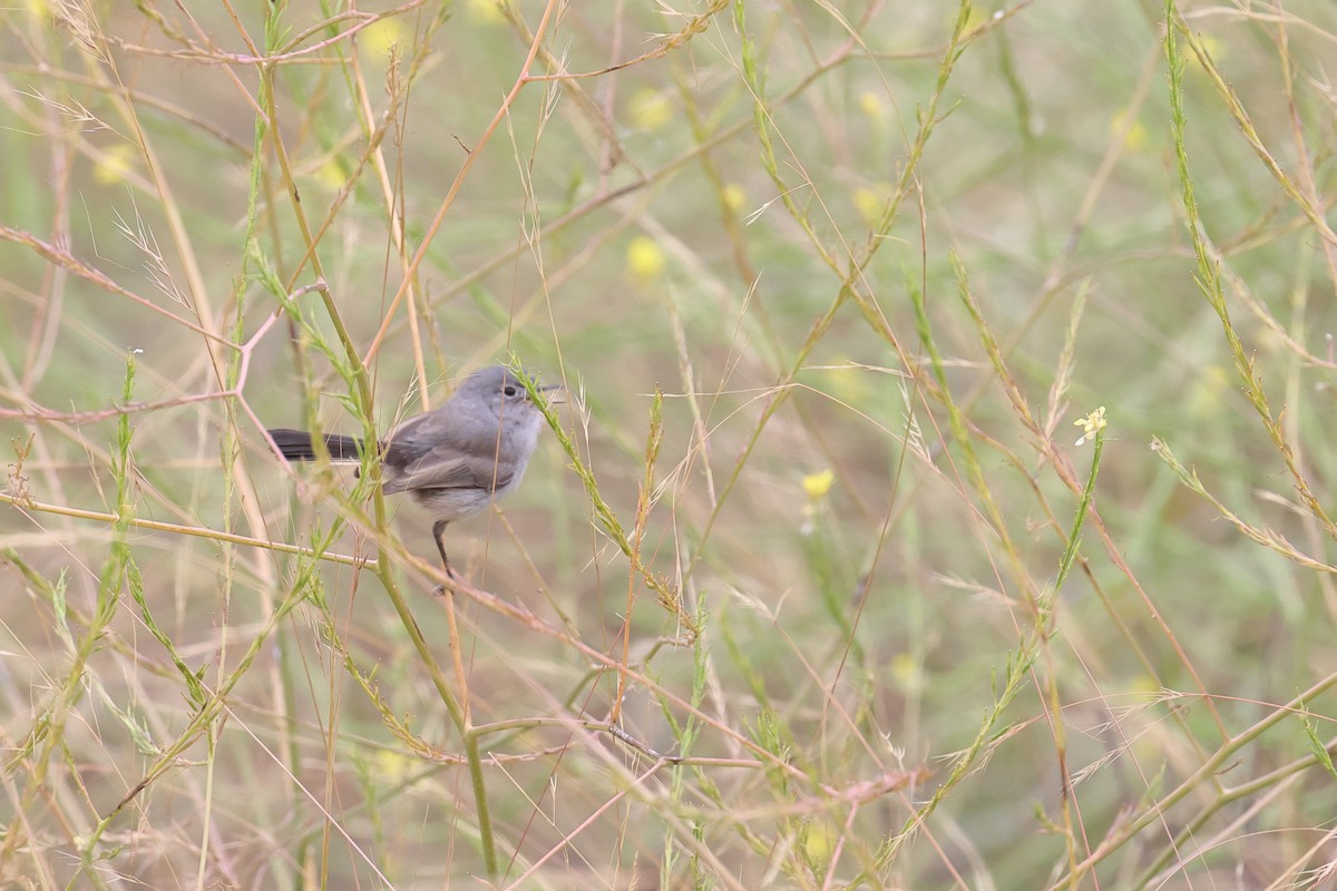 California Gnatcatcher - ML620540181