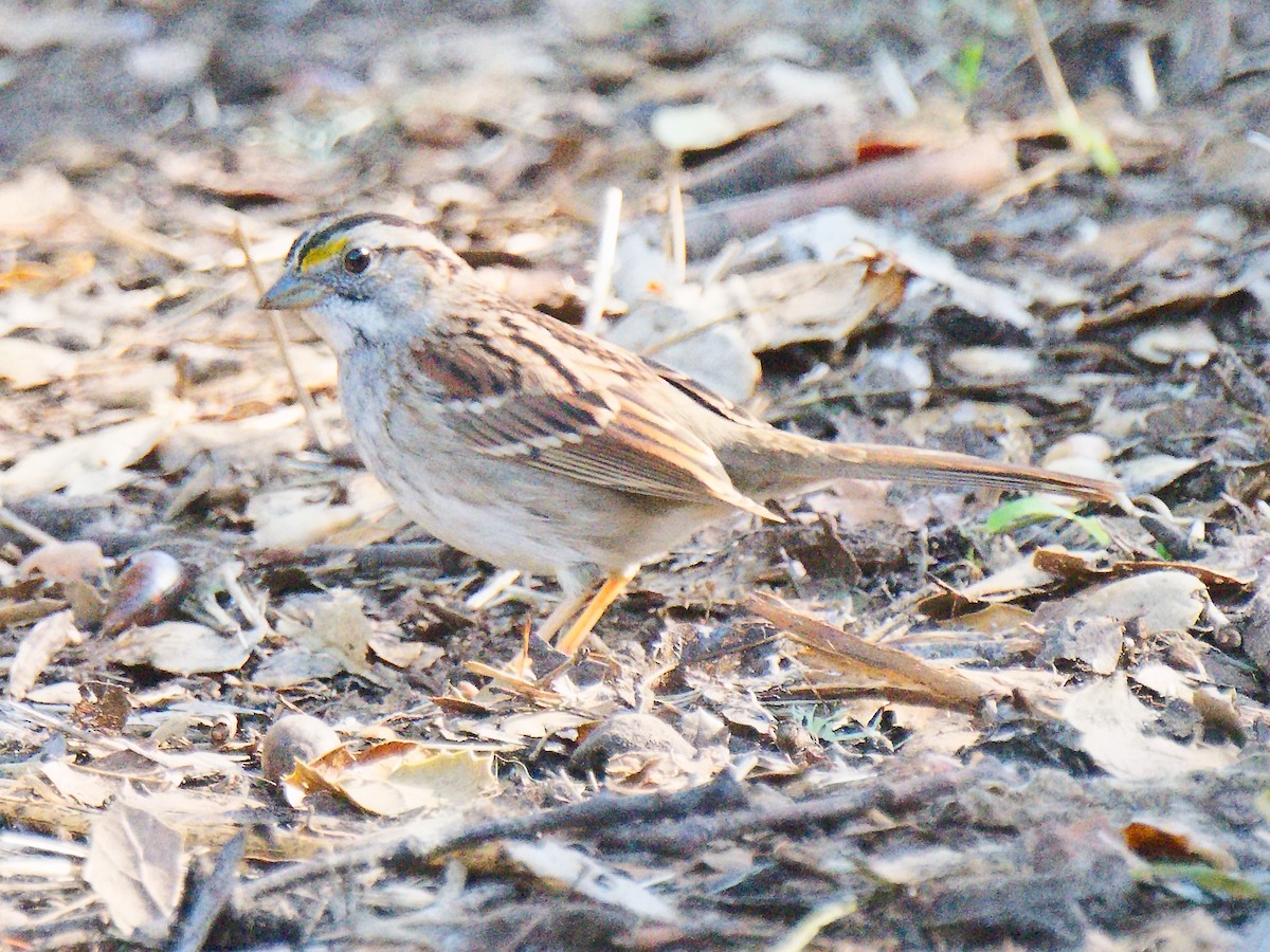 White-throated Sparrow - ML620540194