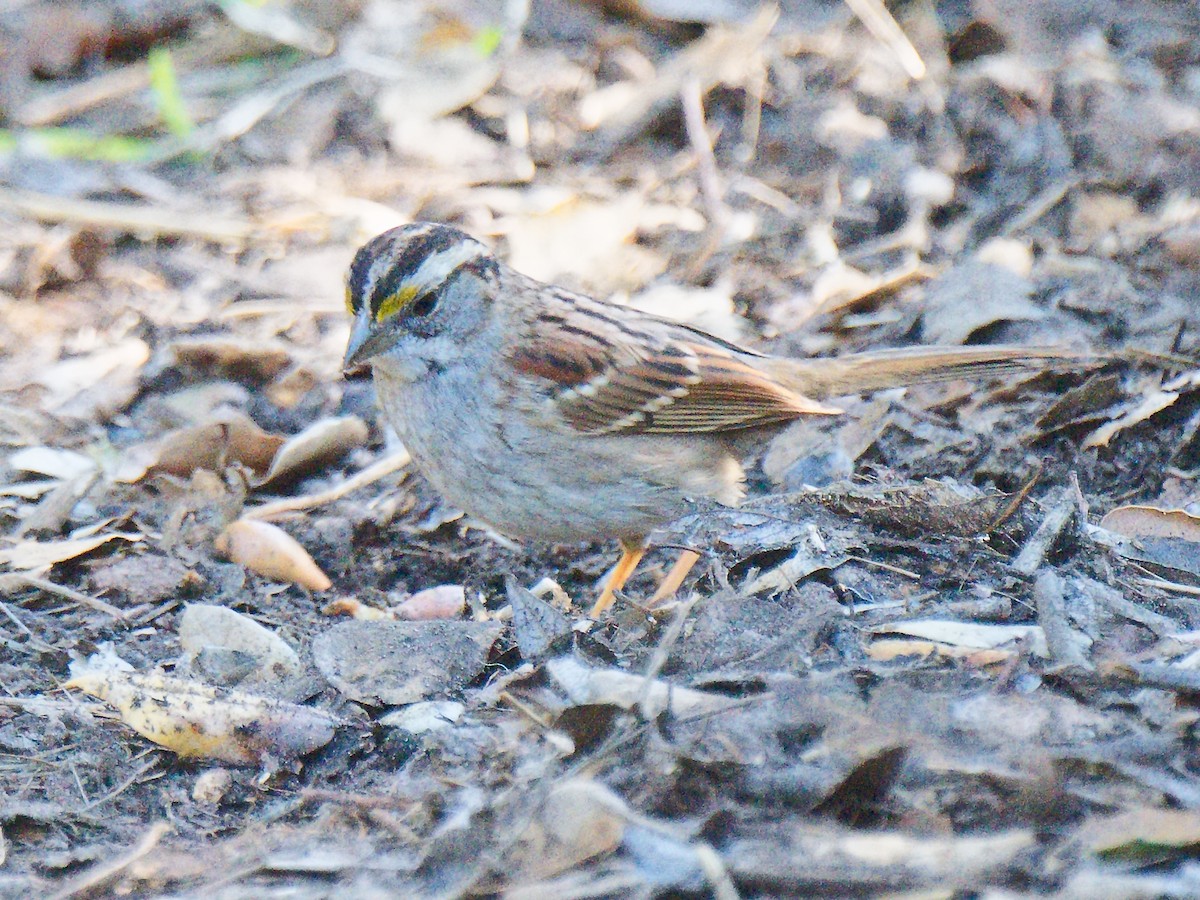 White-throated Sparrow - ML620540199