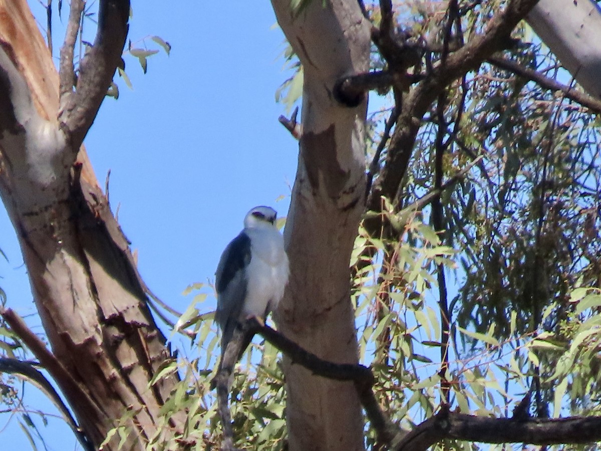 White-tailed Kite - ML620540201