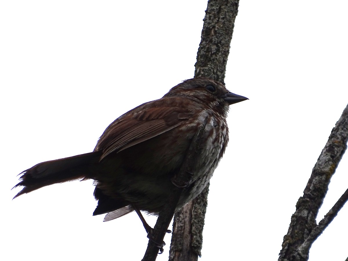 Song Sparrow - Jim Walton