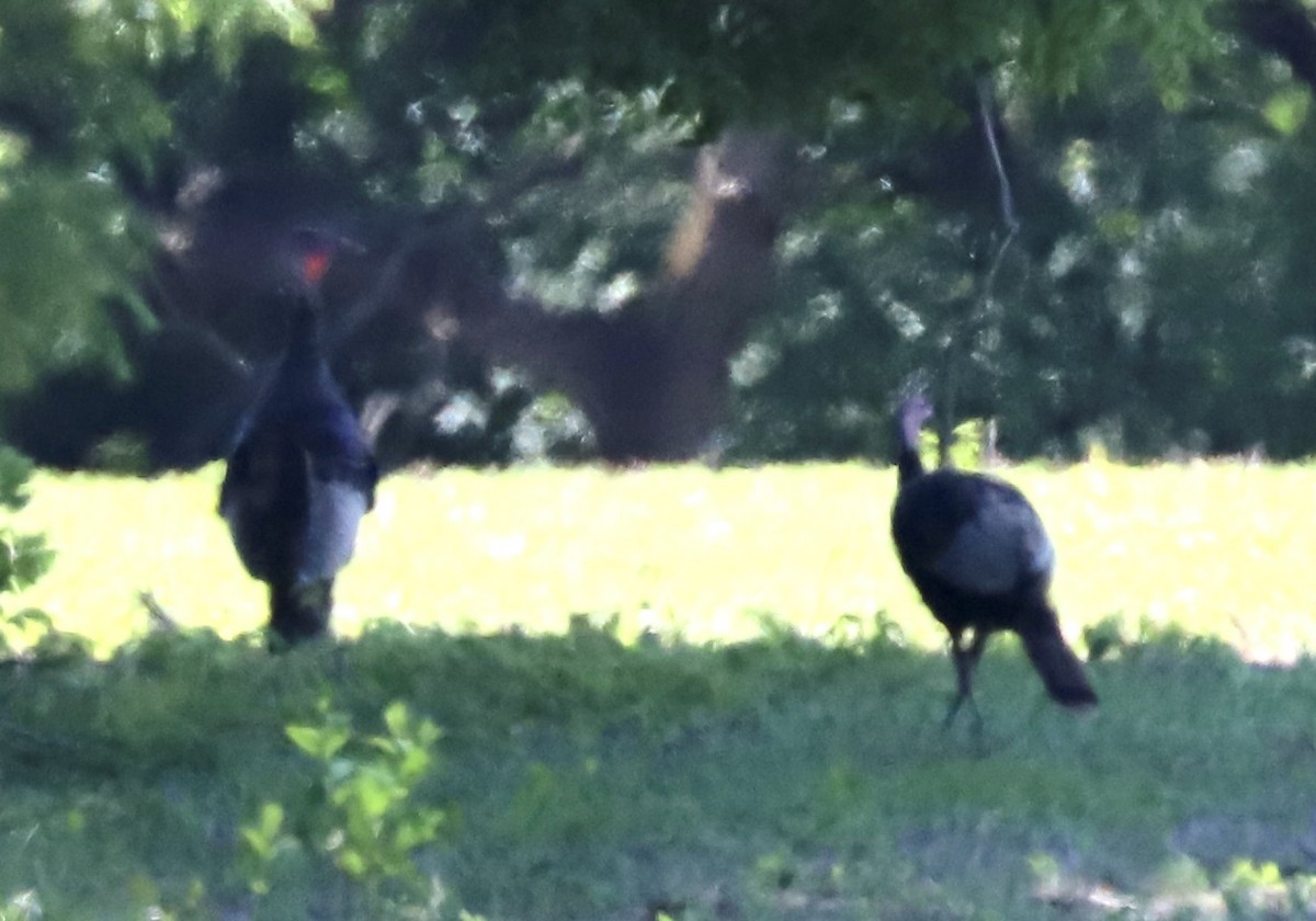 Wild Turkey - ML620540212