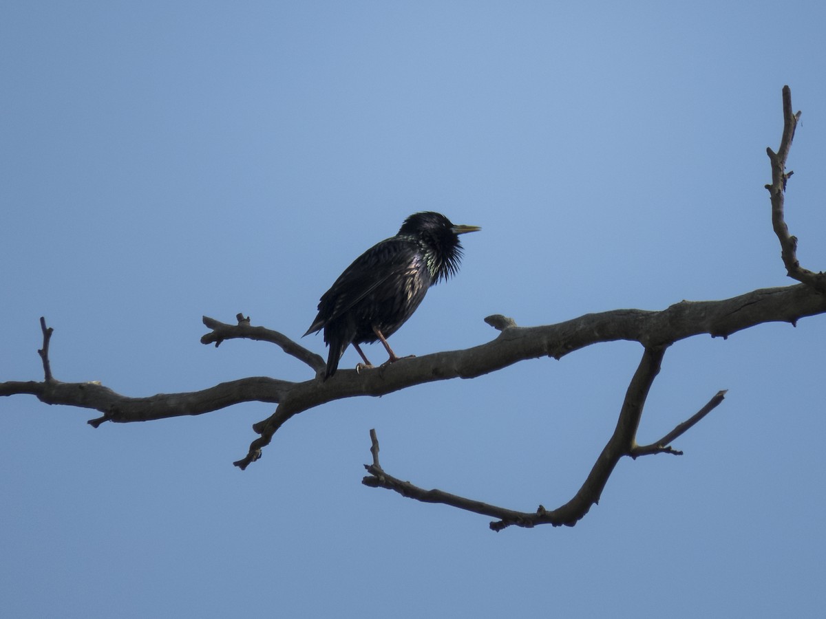 European Starling - ML620540214