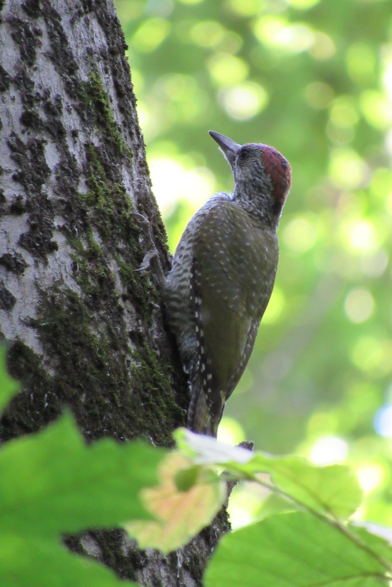 Eurasian Green Woodpecker - ML620540215