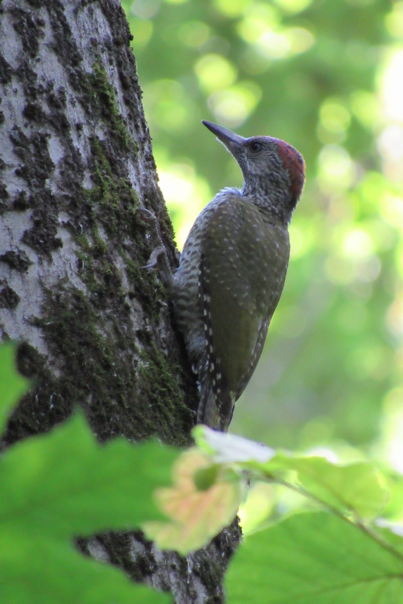 Eurasian Green Woodpecker - ML620540216