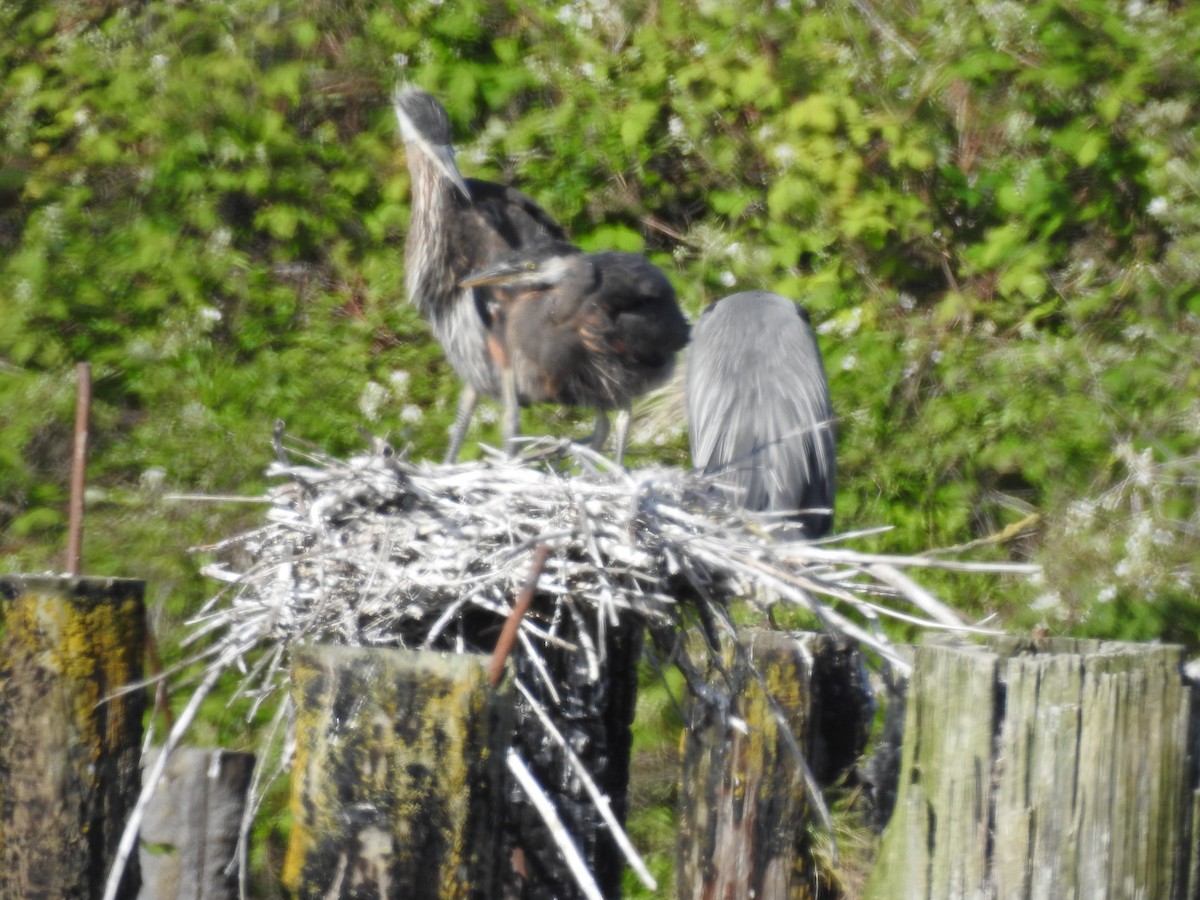 Great Blue Heron - ML620540225