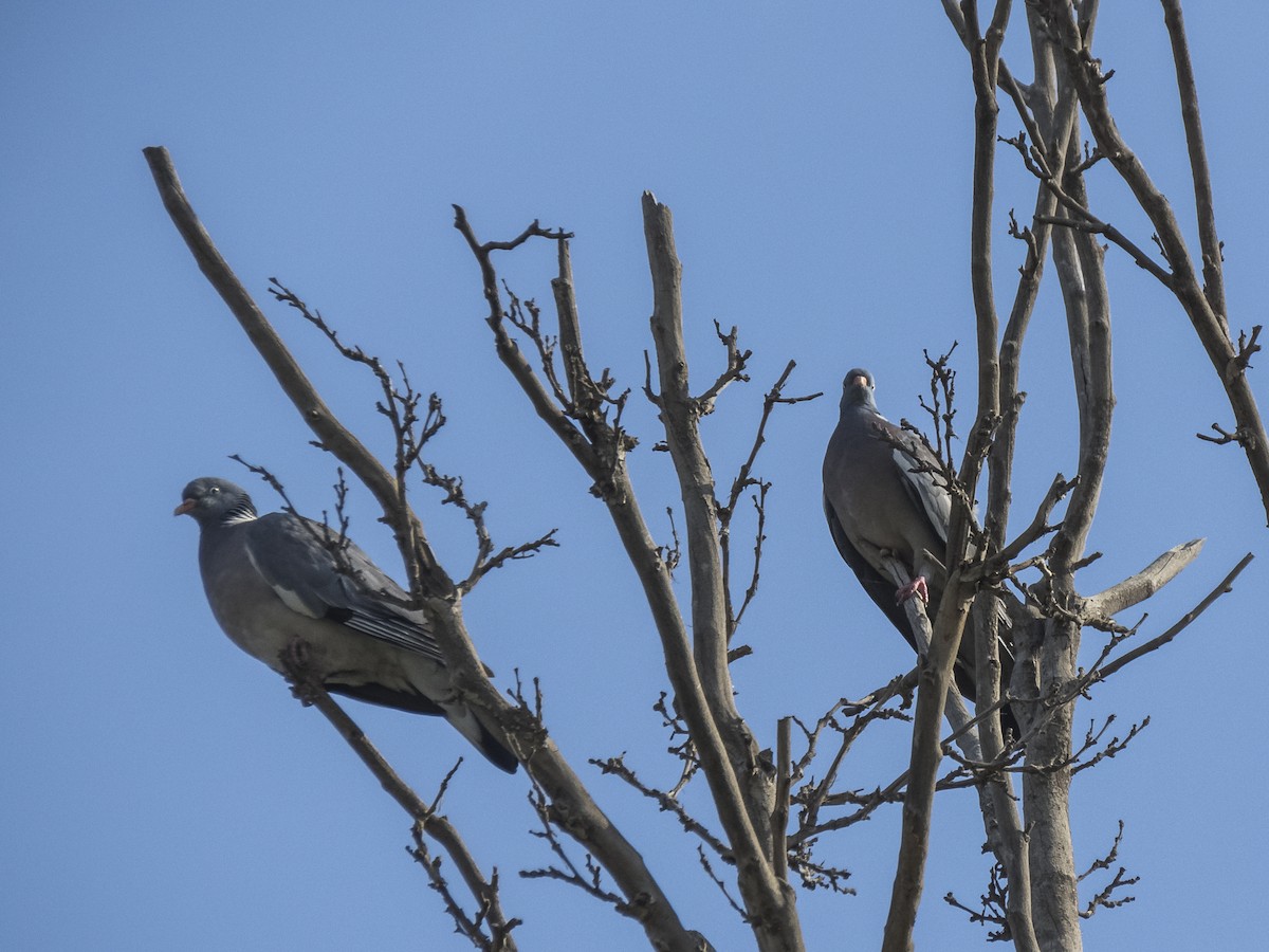 Common Wood-Pigeon - ML620540227