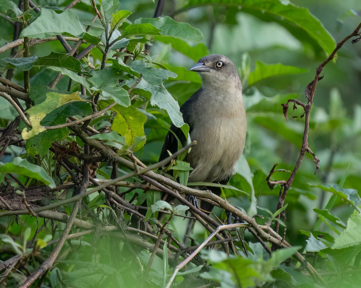 Great-tailed Grackle - ML620540228