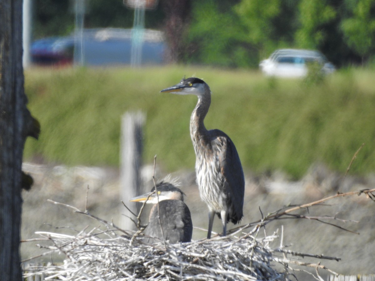 Great Blue Heron - Patrick Gearin