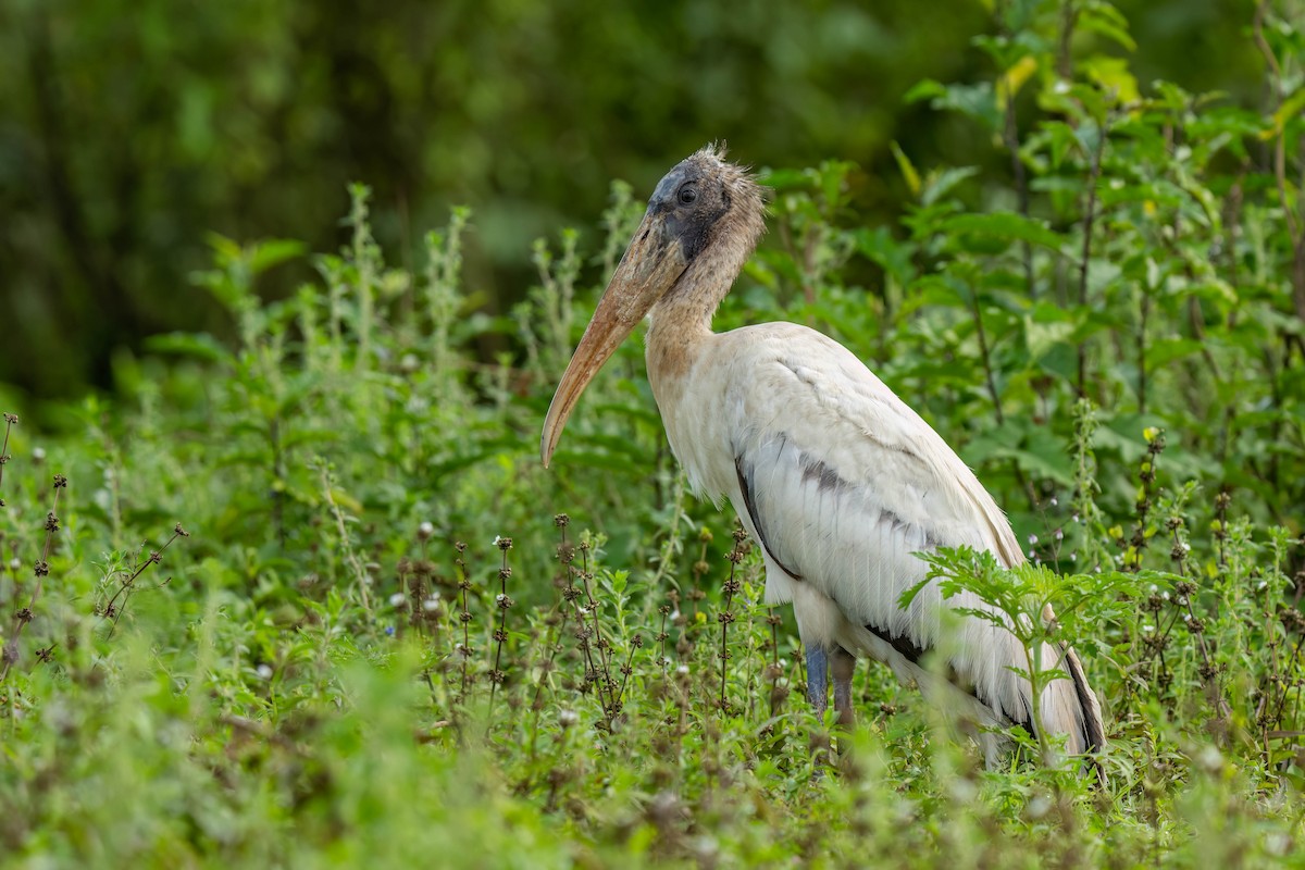 Wood Stork - ML620540239