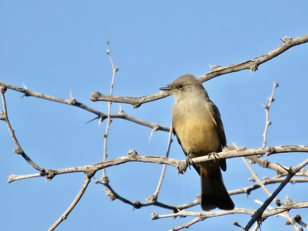 Say's Phoebe - ML620540240