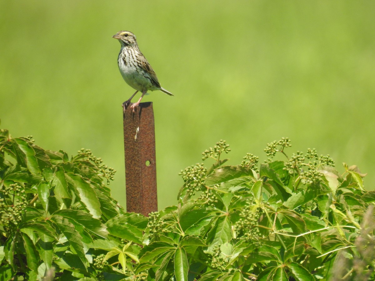 Savannah Sparrow - ML620540250