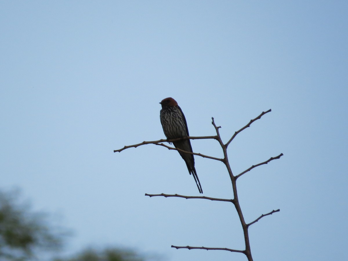 Lesser Striped Swallow - ML620540254