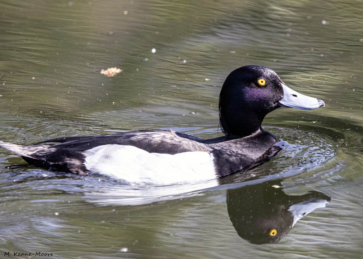 Tufted Duck - ML620540255