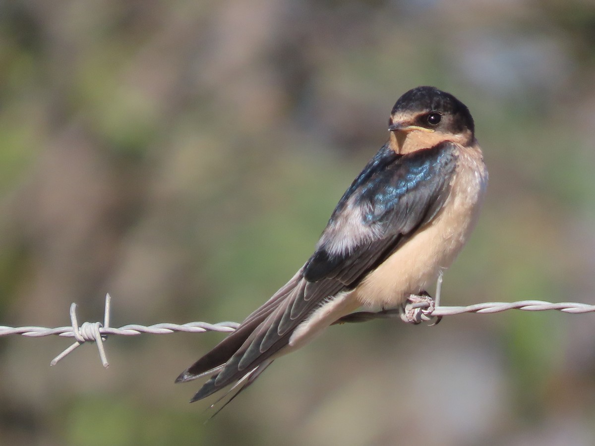 Golondrina Común - ML620540257