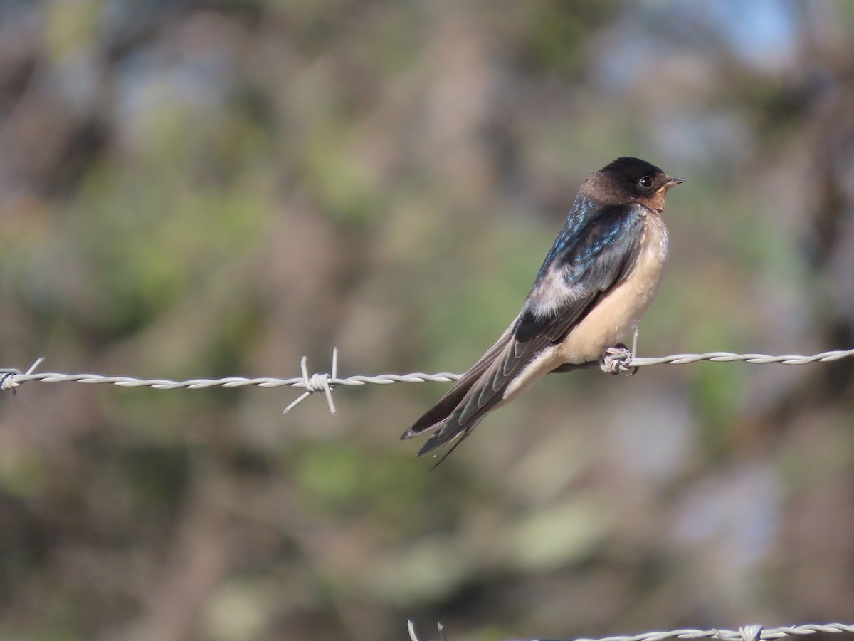 Barn Swallow - ML620540259