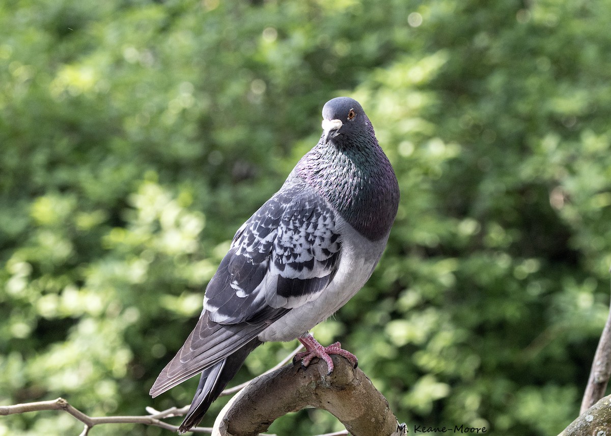 Rock Pigeon - ML620540264