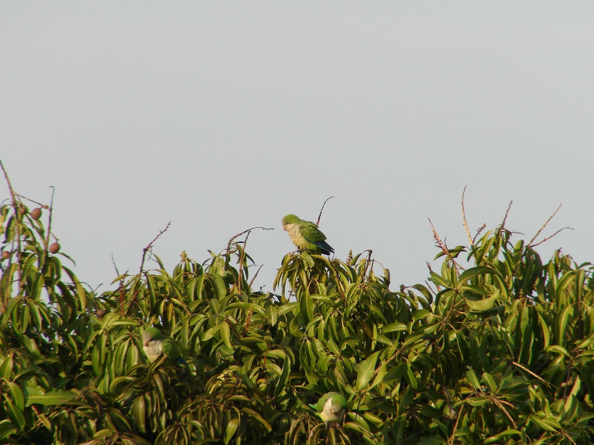 Monk Parakeet - ML620540265