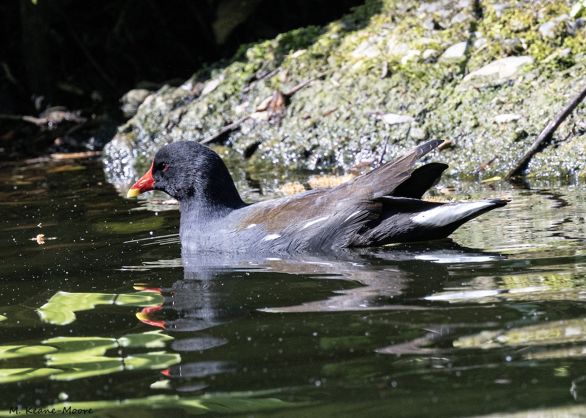 Gallinule poule-d'eau - ML620540270