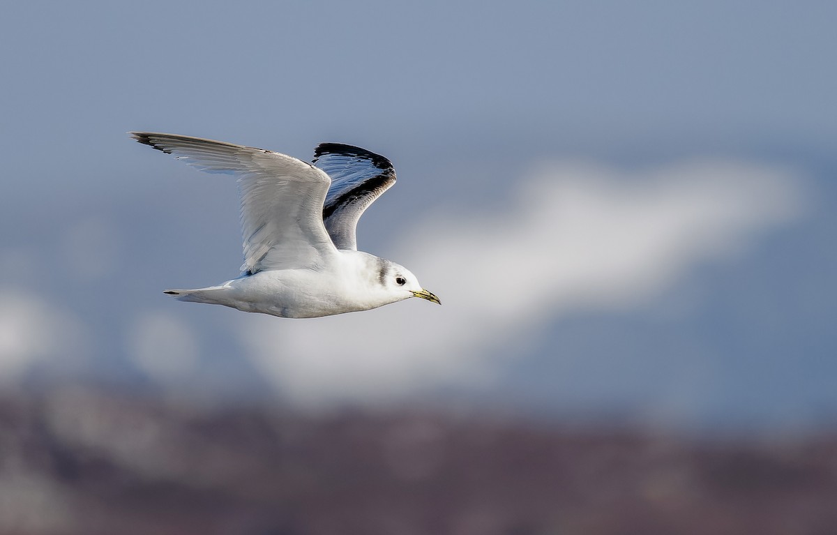 Gaviota Tridáctila - ML620540271