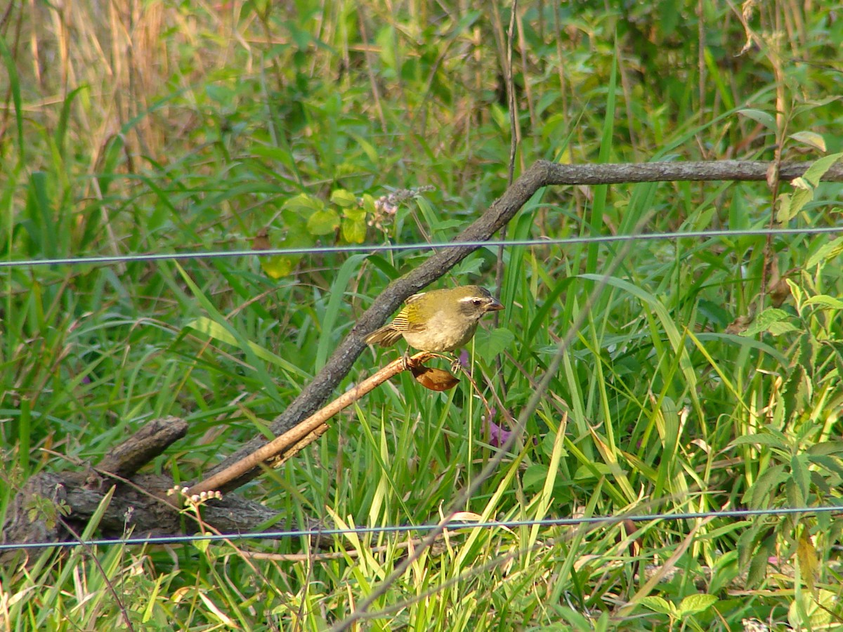 Green-winged Saltator - ML620540273