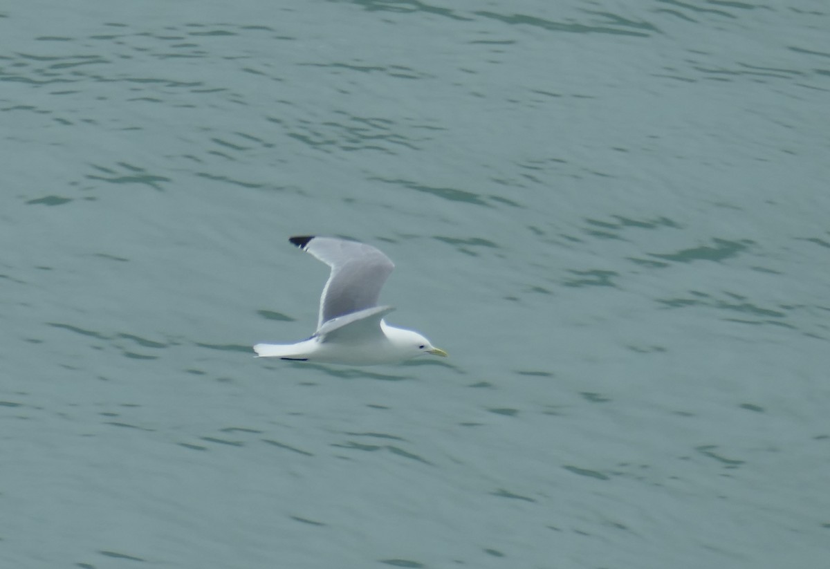 Gaviota Tridáctila - ML620540281