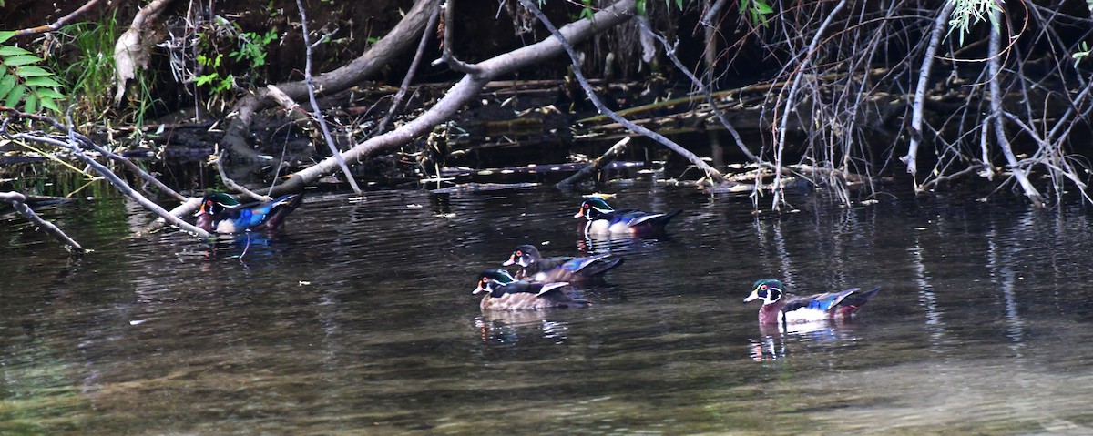 Canard branchu - ML620540282