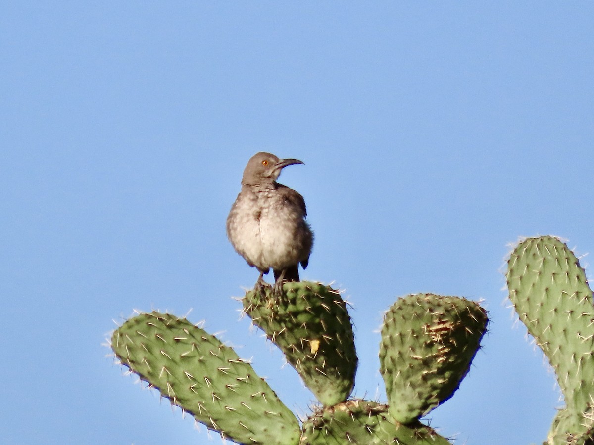 Curve-billed Thrasher - ML620540285