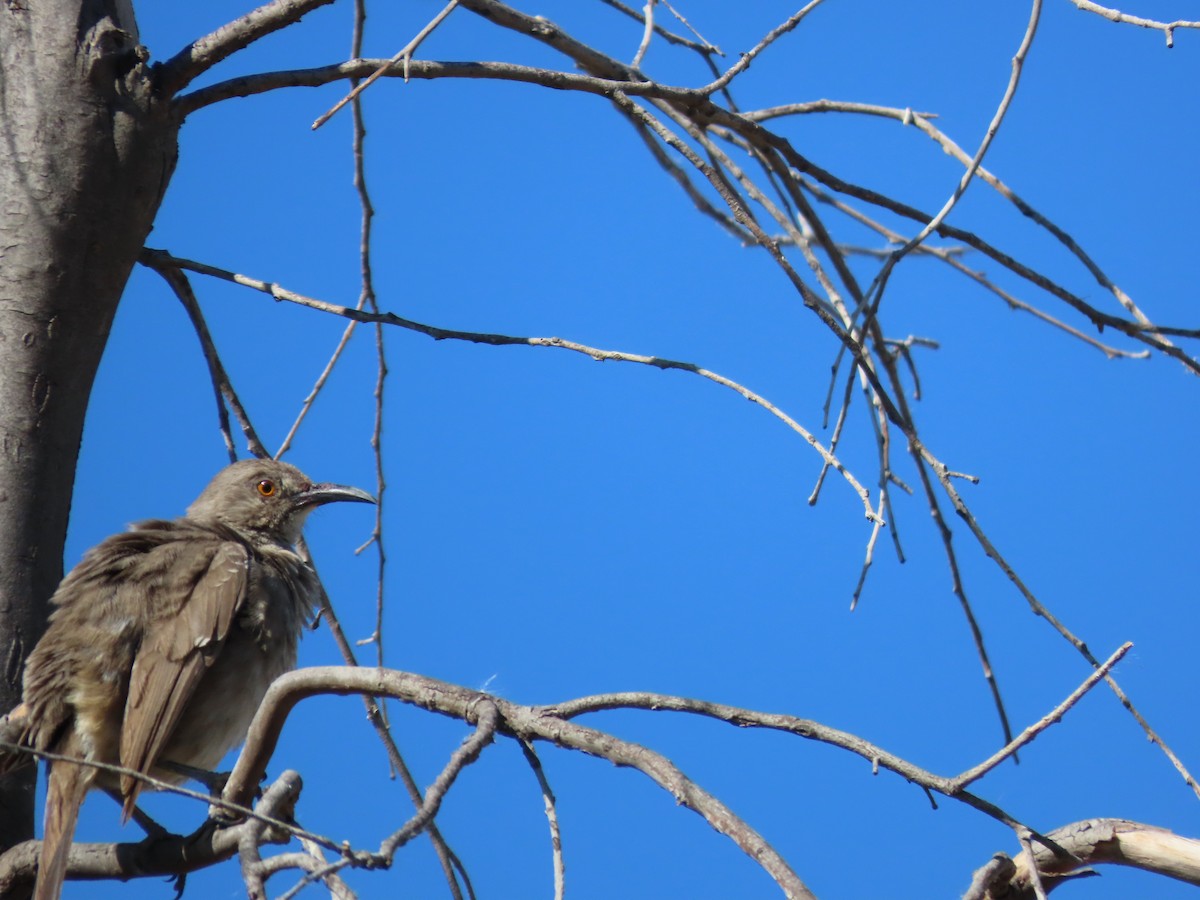 Curve-billed Thrasher - ML620540286