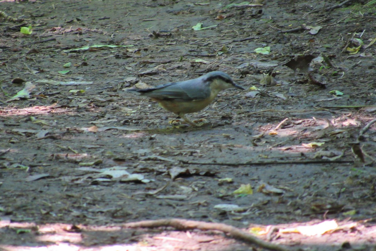 Eurasian Nuthatch - ML620540288