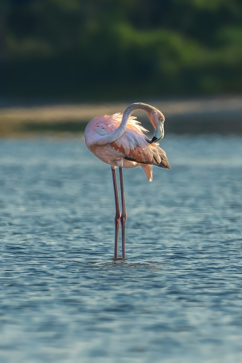 Flamant des Caraïbes - ML620540291